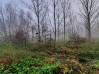 
Bois de chasse Brissy Hamegicourt
