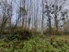 
Bois de chasse Brissy Hamegicourt
