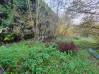 
Bois de chasse Brissy Hamegicourt

