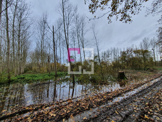 
Bois de chasse Brissy Hamegicourt
